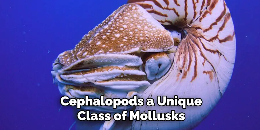 Cephalopods a Unique Class of Mollusks