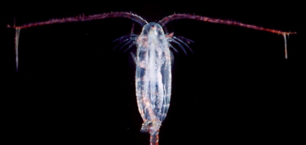 Copepod Spiritual Meaning