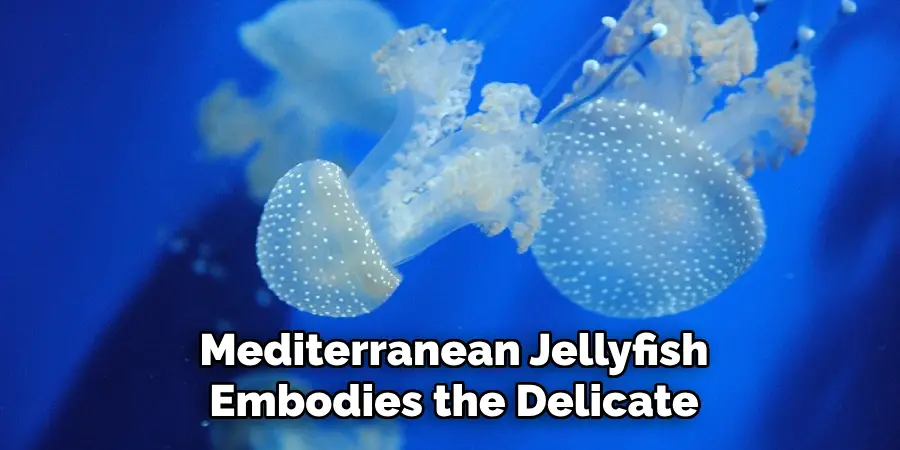 Mediterranean Jellyfish
Embodies the Delicate Balance