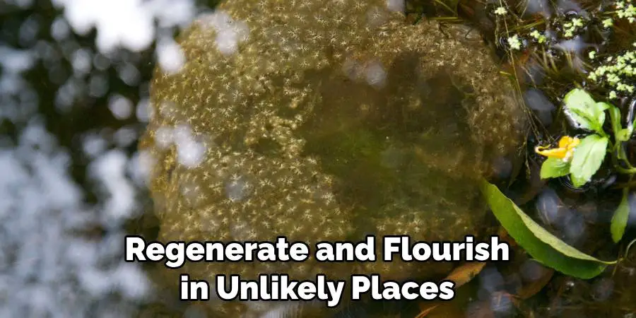 Regenerate and Flourish in Unlikely Places