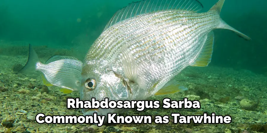 Rhabdosargus Sarba Commonly Known as Tarwhine