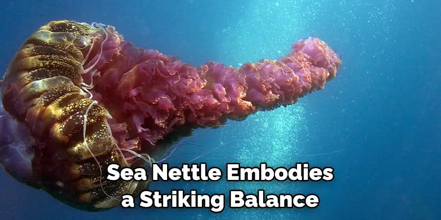 Sea Nettle Embodies a Striking Balance