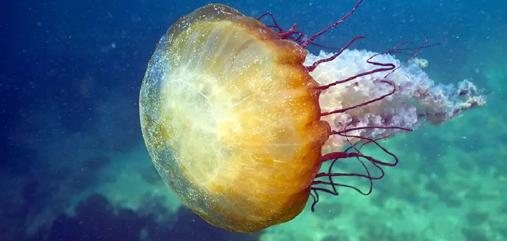 Sea Nettle Spiritual Meaning