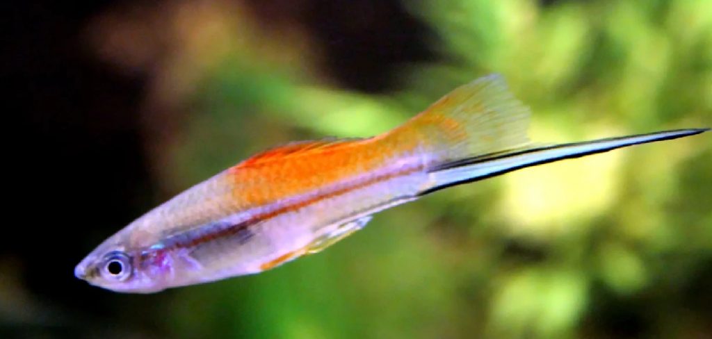 Swordtail Spiritual Meaning, Symbolism and Totem