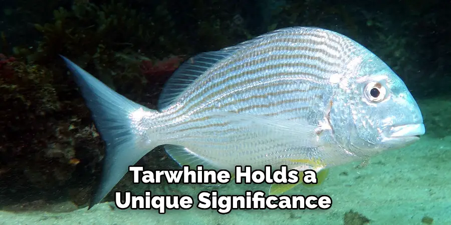 Tarwhine Holds a unique significance