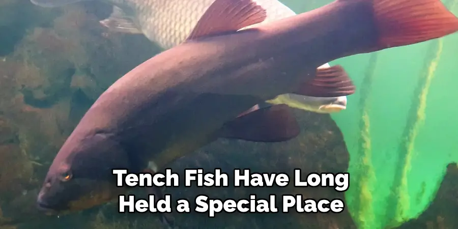 Tench Fish Have Long Held a Special Place