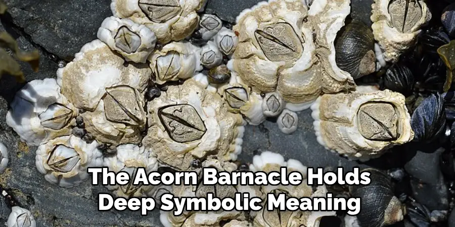 The Acorn Barnacle Holds Deep Symbolic Meaning