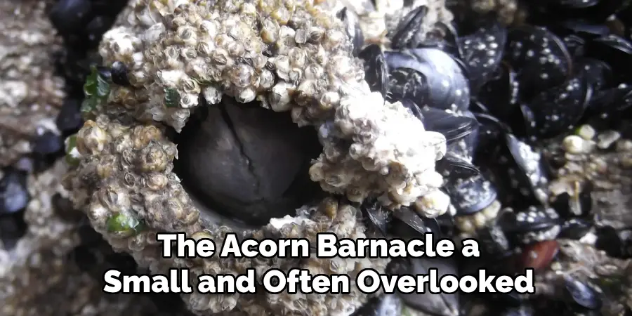 The Acorn Barnacle a Small and Often Overlooked