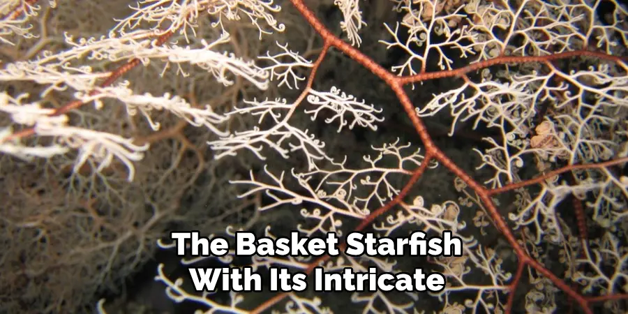 The Basket Starfish With Its Intricate