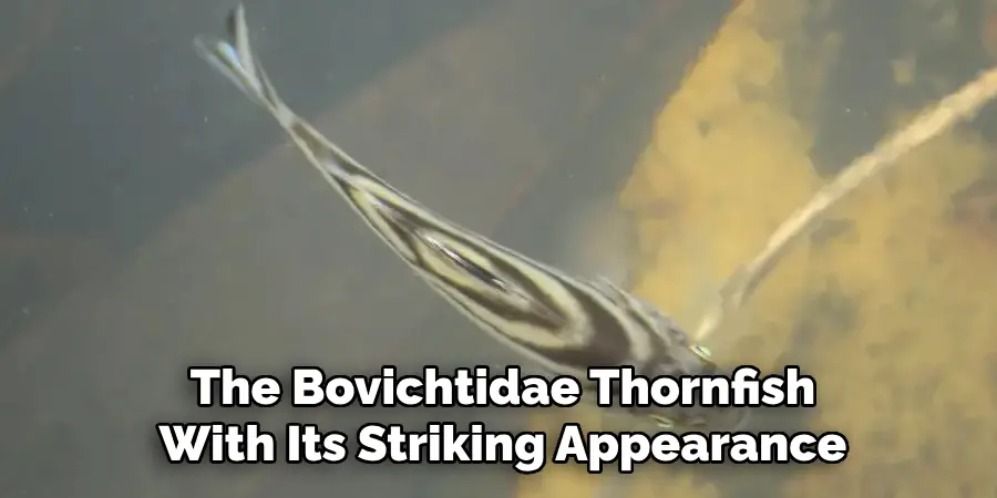 The Bovichtidae 
Thornfish Often Overlooked 