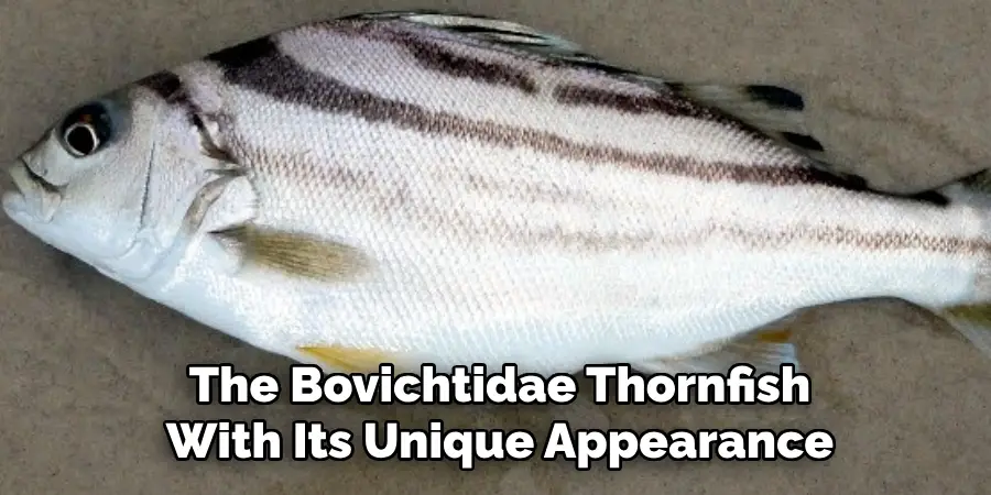 The Bovichtidae Thornfish With Its Unique Appearance