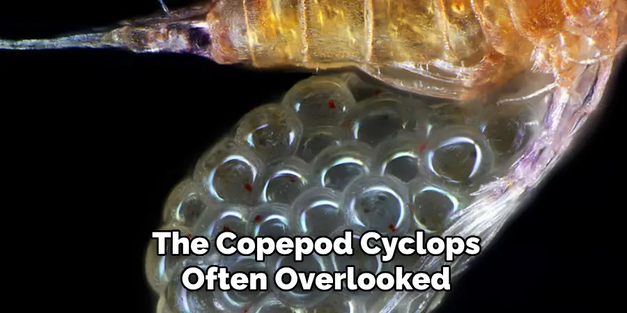 The Copepod Cyclops Often Overlooked