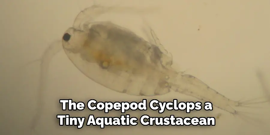 The Copepod Cyclops a Tiny Aquatic Crustacean