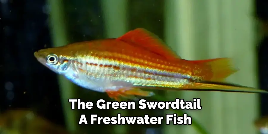 The Green Swordtail A Freshwater Fish