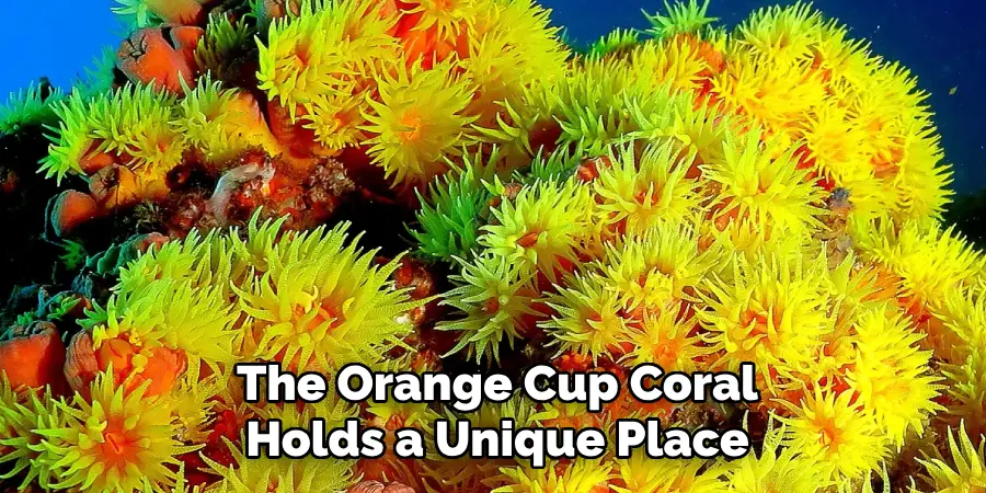 The Orange Cup Coral Holds a Unique Place