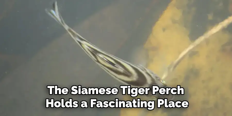 The Siamese Tiger Perch Holds a Fascinating Place