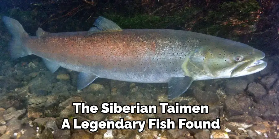 The Siberian Taimen A Legendary Fish Found