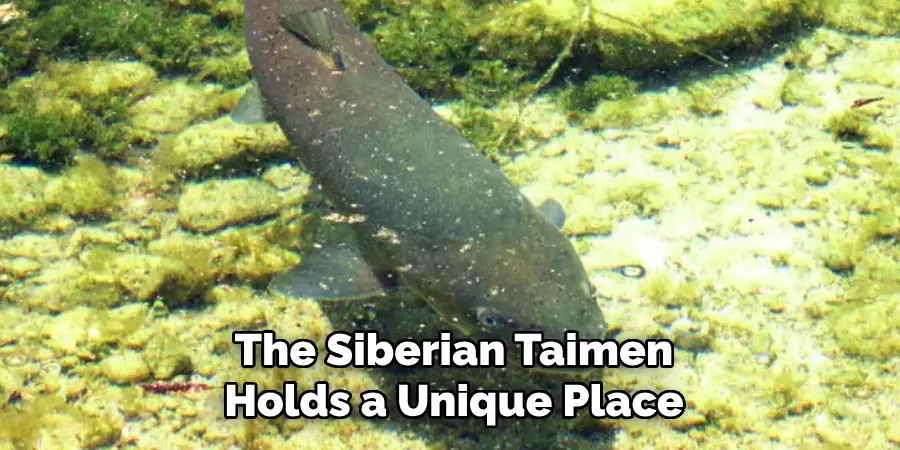 The Siberian Taimen Holds a Unique Place