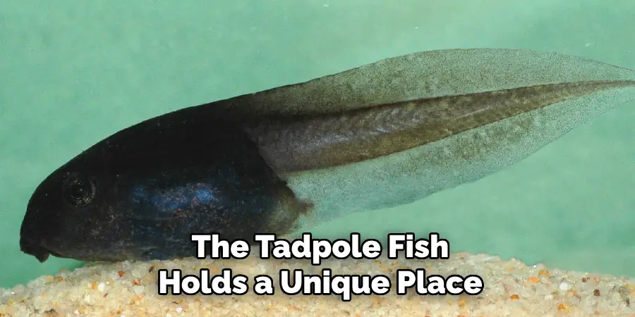 The Tadpole Fish Holds a Unique Place