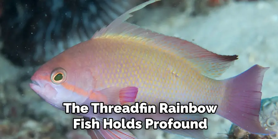 The Threadfin Rainbow