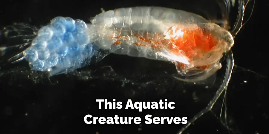 This Aquatic Creature Serves