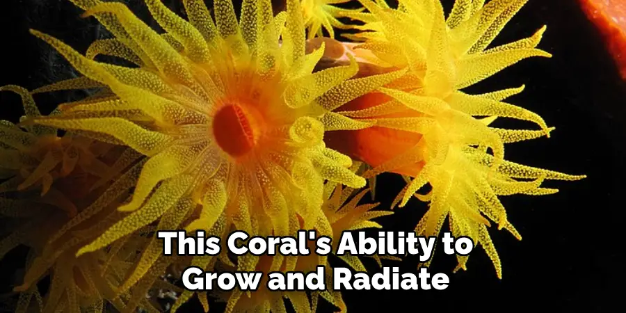 This Coral's Ability to Grow and Radiate