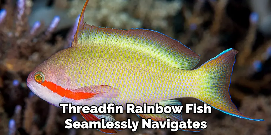 Threadfin Rainbow Fish 
Seamlessly Navigates