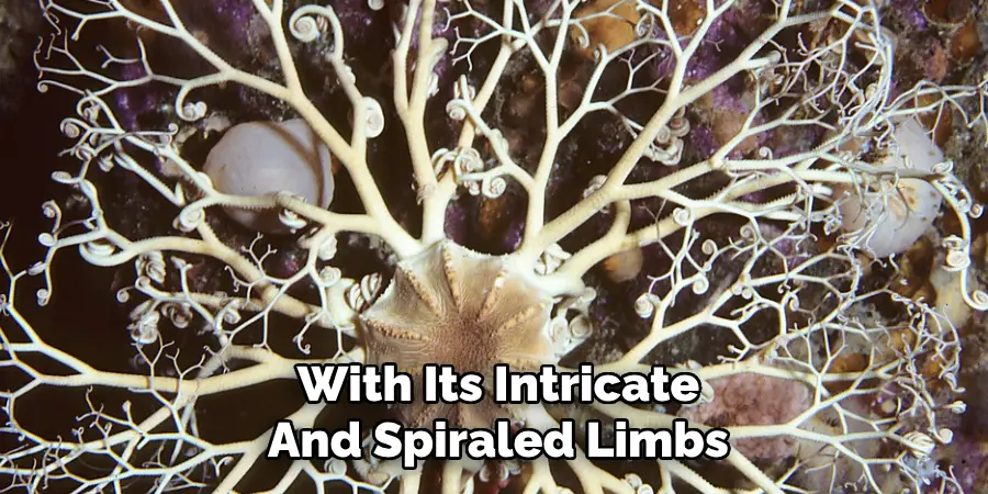 With its intricate and spiraled limbs