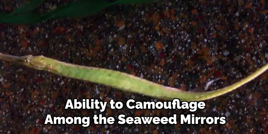 Ability to Camouflage
Among the Seaweed Mirrors