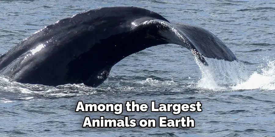 Among the Largest
Animals on Earth