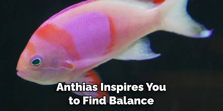 Anthias Inspires You to Find Balance