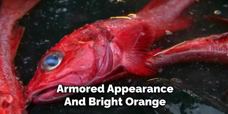 Armored Appearance
And Bright Orange