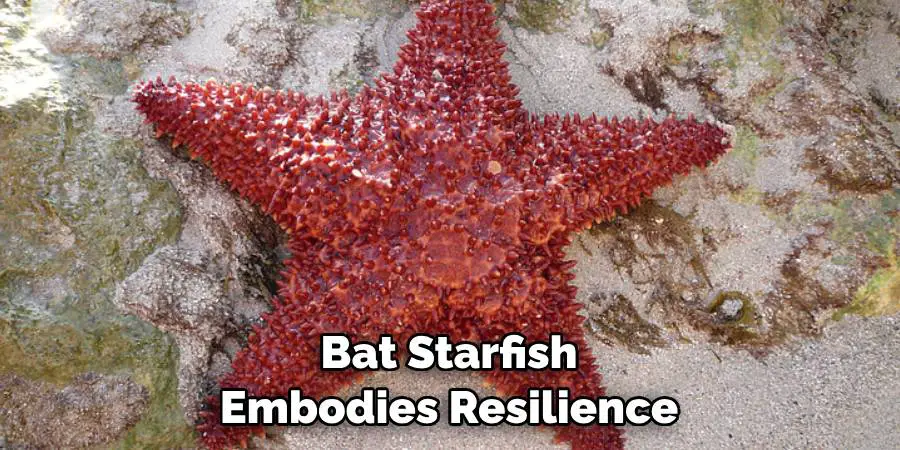 Bat Starfish Embodies Resilience