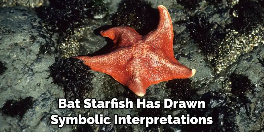 Bat Starfish Has Drawn Symbolic Interpretations