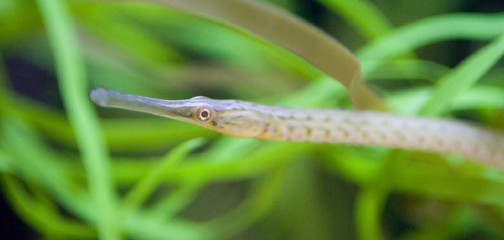 Bay Pipefish Spiritual Meaning