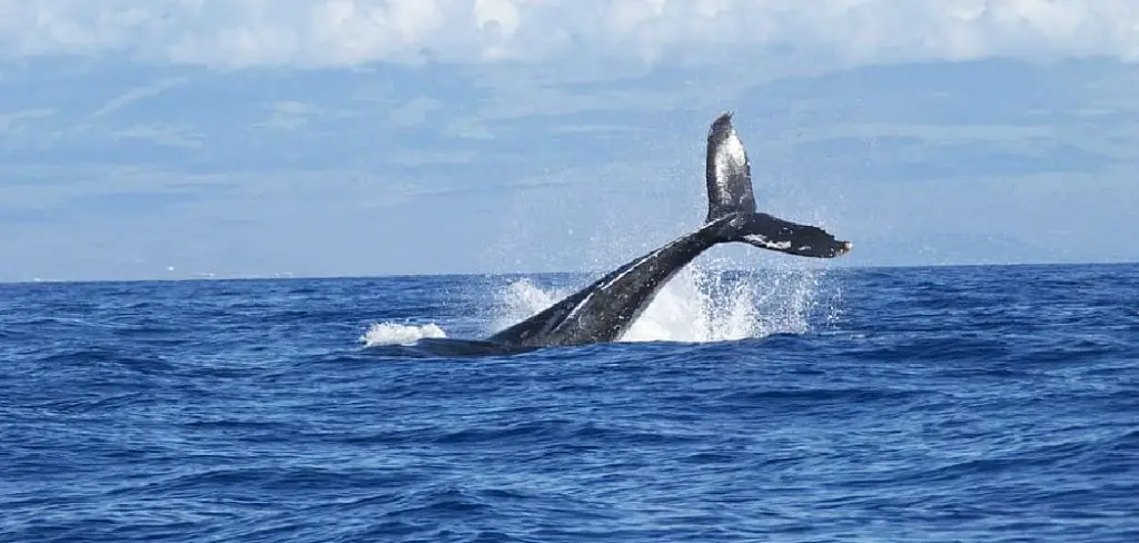 Bowhead Whale Spiritual Meaning