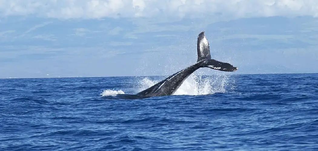 Bowhead Whale Spiritual Meaning, Symbolism and Totem