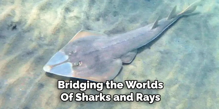 Bridging the Worlds
Of Sharks and Rays