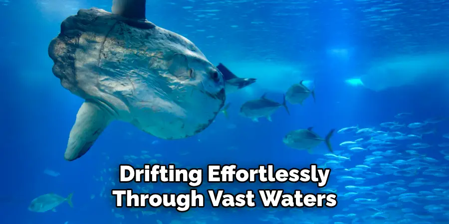 Drifting Effortlessly
Through Vast Waters