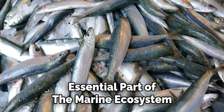 Essential Part of
The Marine Ecosystem