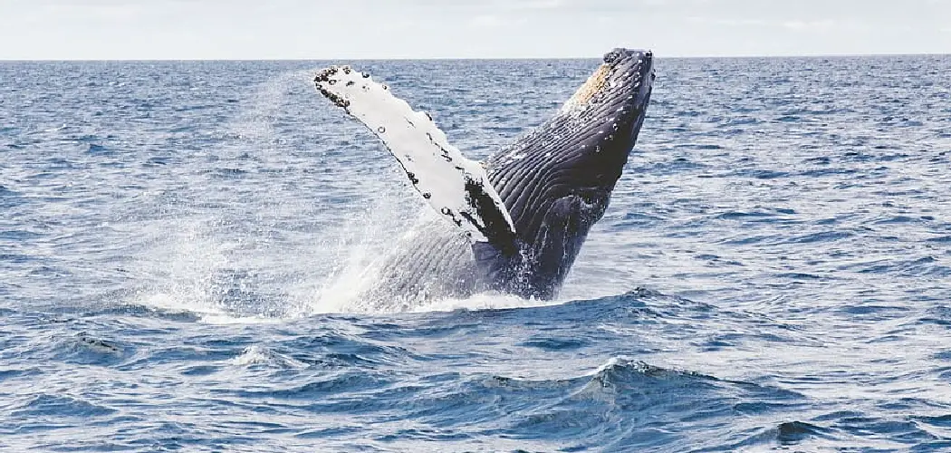 Fin Whale Spiritual Meaning