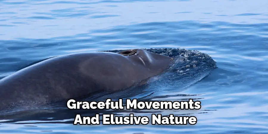 Graceful Movements 
And Elusive Nature