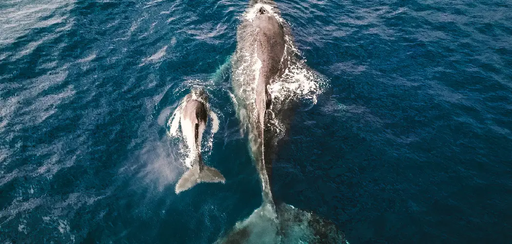 Gray Whale Spiritual Meaning