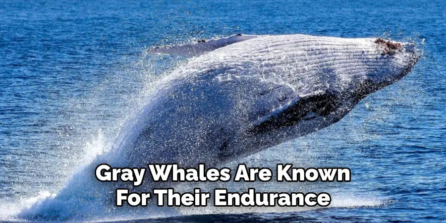 Gray Whales Are Known
For Their Endurance