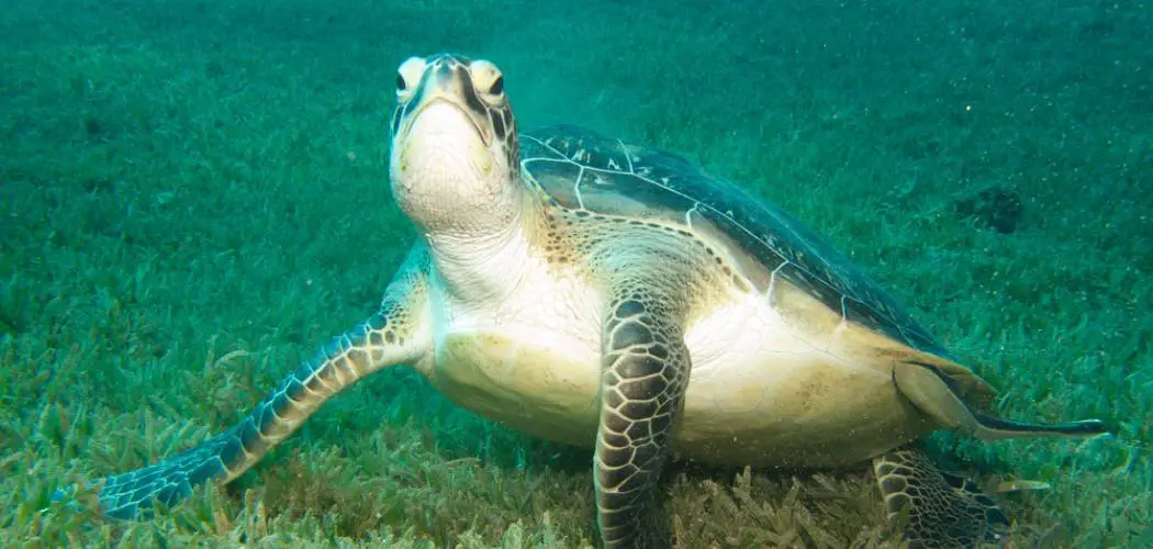 Green Turtle Spiritual Meaning