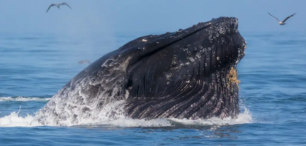 Humpback Whale Spiritual Meaning