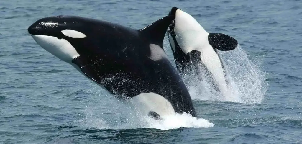 Killer Whale Spiritual Meaning