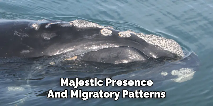 Majestic Presence
And Migratory Patterns