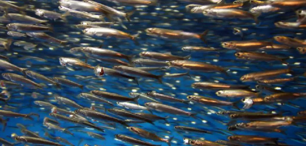 Northern Anchovy Spiritual Meaning