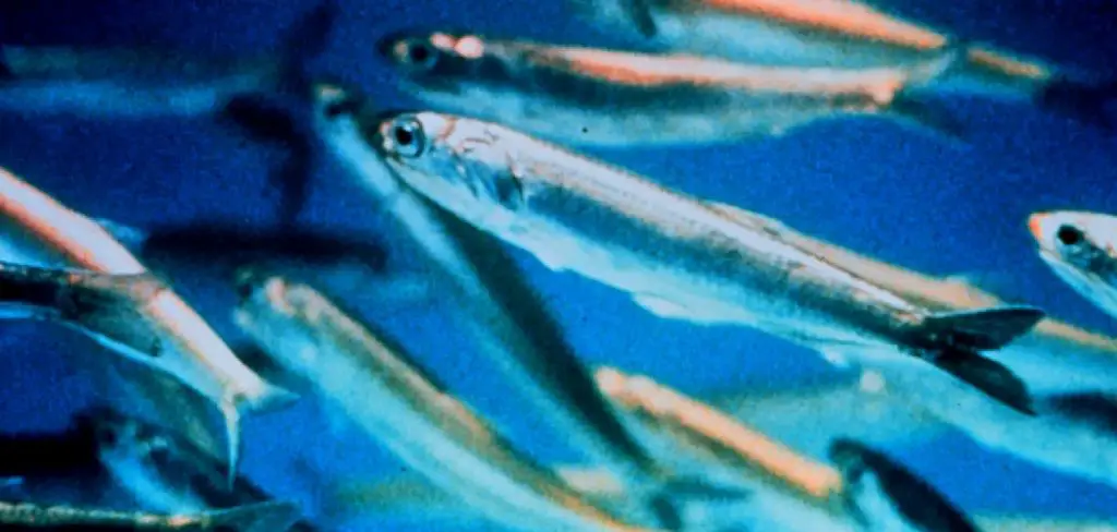 Northern Anchovy Spiritual Meaning